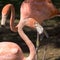 Flamingos, phoenicopter, pretty flamingos, in evening sun