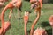 Flamingos, phoenicopter, pretty flamingos, quarreling