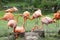 Flamingos, phoenicopter, pretty flamingos, quarreling