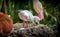 Flamingos Phoenicopteridae newborn baby with his mother, the flamingo`s chick is at his mother`s guard and cares for him