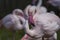 Flamingos - Phoenicopteriformes