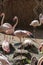 Flamingos - Phoenicopteriformes their group