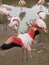 Flamingos (Phoenicopteriformes), zoo Salzburg