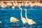 Flamingos (Phoenicopterus roseus) i a marsh in the water