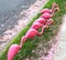 Flamingos Pink and Plastic Looking For Food at the Curb