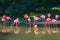 Flamingos pink zoo bird flamingo outdoor