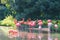 Flamingos pink zoo bird flamingo outdoor