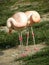 Flamingos pink zoo birds