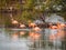 Flamingos preening at the salt pans