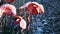 Flamingos Preening Standing In Water With Green Reeds