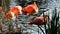 Flamingos Preening Standing In Water With Green Reeds