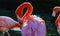 Flamingos preening in the sun with dark background