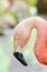 Flamingos profile