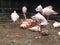 Flamingos Relaxing Next to a Pond