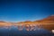 Flamingos in Reserva Eduardo Avaroa, Bolivia Salar de uyuni altiplano