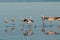 Flamingos rest in a salty lagoon