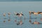 Flamingos rest in a salty lagoon,