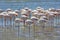 Flamingos resting in Walvis Bay, Namibia