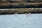 Flamingos in Ria Formosa natural park Portugal