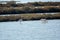 Flamingos in Ria Formosa natural park Portugal