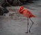 Flamingos roaming around the beach sunbathing