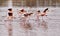 FLamingos running on water