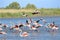 Flamingos running on water in Camargue