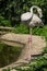 Flamingos in a Russian zoo.