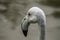 Flamingos in a Russian zoo.