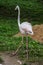 Flamingos in a Russian zoo.