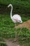 Flamingos in a Russian zoo.