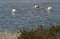 Flamingos in salt works exploitation in mallorca