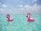 Flamingos in the sea