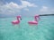 Flamingos in the sea