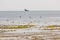 Flamingos and sea birds in a coastal marsh in Oman