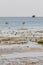 Flamingos and sea birds in a coastal marsh in Oman