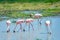 Flamingos in a shallow pool