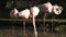 Flamingos on the shore preening