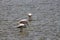 Flamingos spotted in Lake Amboseli