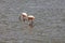 Flamingos spotted in Lake Amboseli