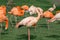 Flamingos stand on one leg on a grass in a zoo in Jerusalem