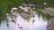 Flamingos stand in pond in zoo. surveillance of wild exotic birds.