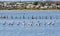 Flamingos standing in deep water with a township in the background