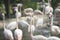 Flamingos standing next to a pond