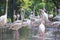 Flamingos standing next to a pond