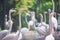 Flamingos standing next to a pond