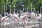 Flamingos standing next to a pond