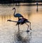 Flamingos at sunset in the Camargue , France