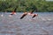 Flamingos taking off