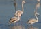 flamingos in their natural environment. A flock of flamingos in saltwater ponds with pumped seawater harbor pine pond